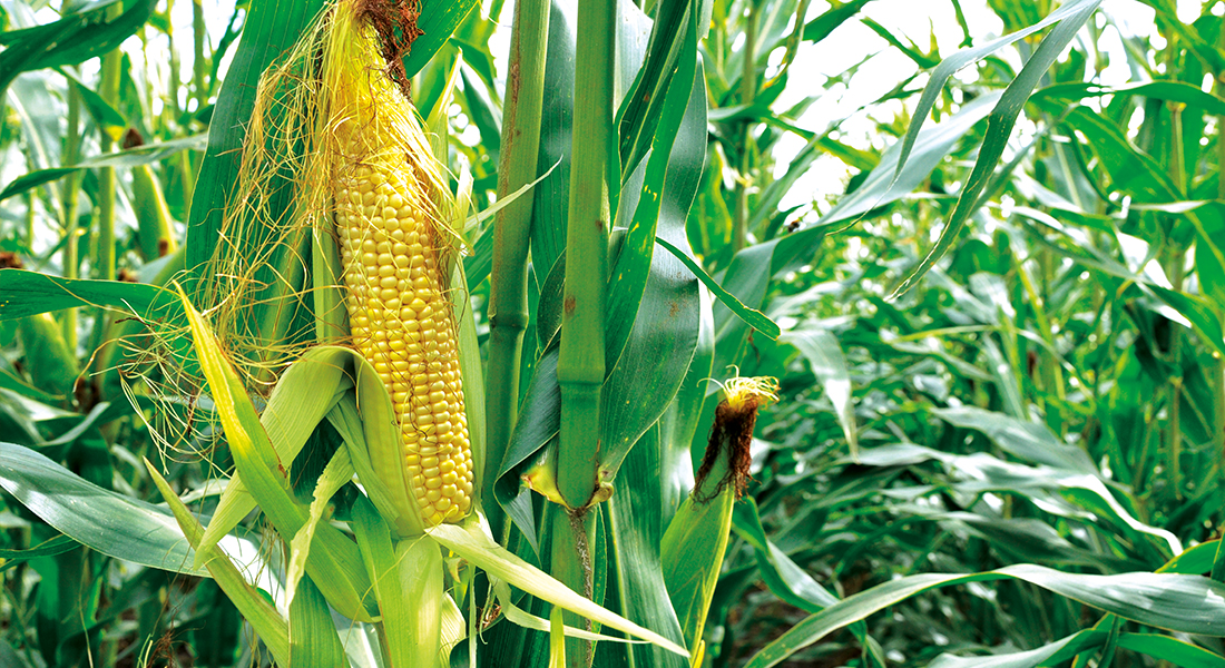 Kukurydza na kiszonkę - odpowiednia uprawa, zbiory, prawidłowe zakiszanie